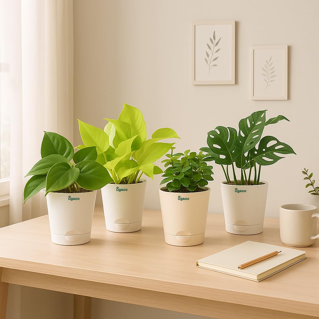 Ugaoo Indoor Plants for Living Room