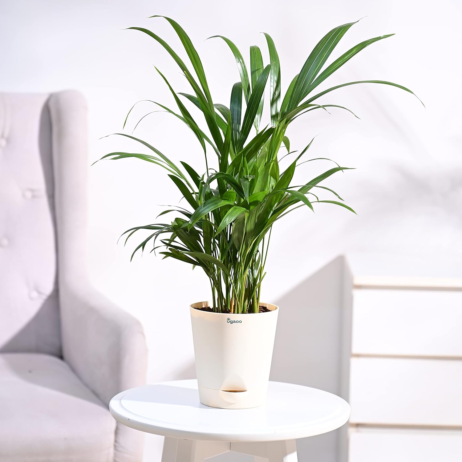 Ugaoo Areca Palm Air Purifier Natural Live Plant